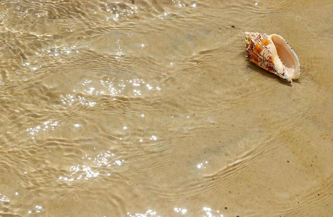 Foto Concha Mar Areia Praia Imagem JPG