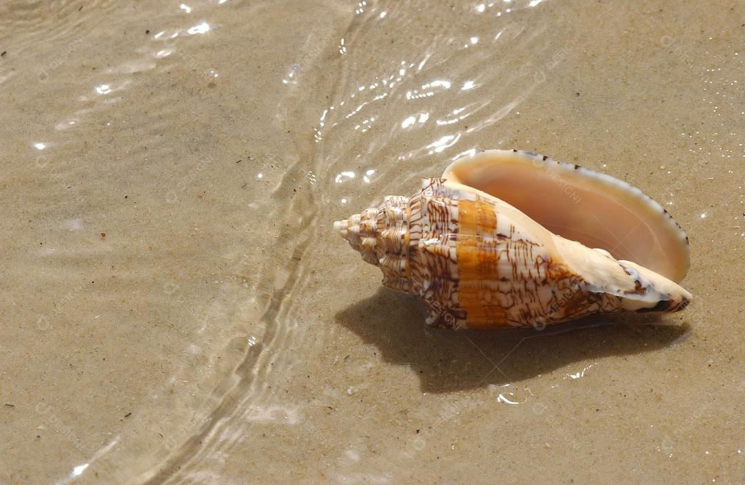 Foto Concha Mar Areia Praia Imagem JPG