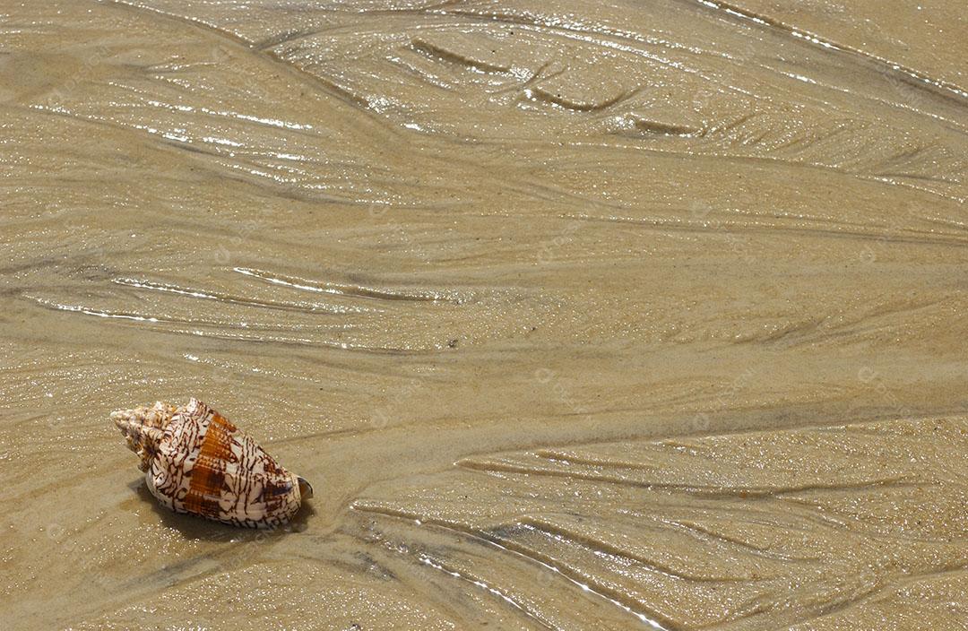 Foto Concha Mar Areia Praia Imagem JPG