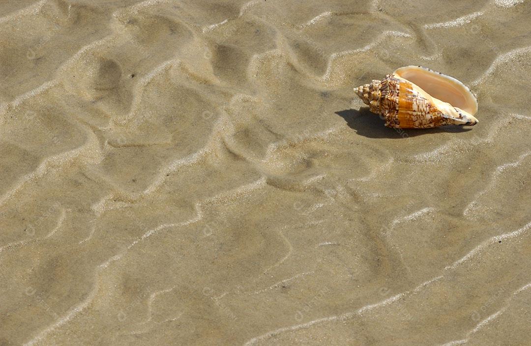 Foto Concha Mar Areia Praia Imagem JPG