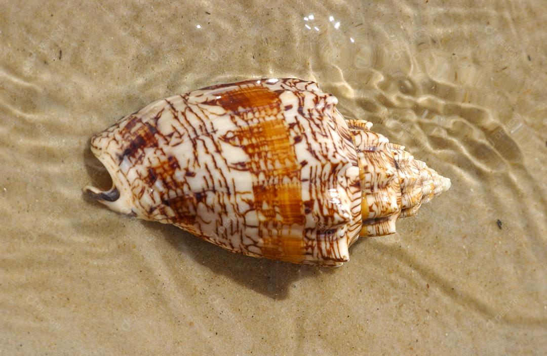 Foto Concha Mar Areia Praia Imagem JPG