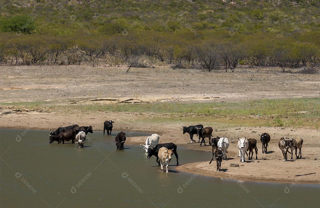 Foto Gado Bebendo Água Lago Seca Bioma Caatinga Santa Luzia Paraíba Imagem JPG
