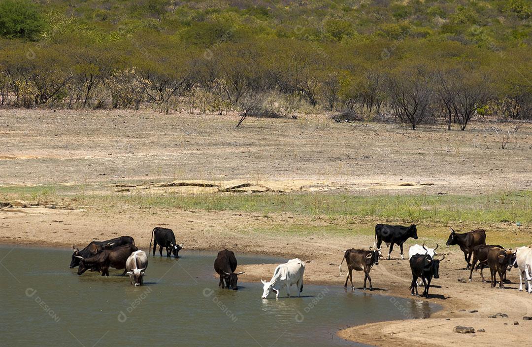 Foto Gado Bebendo Água Lago Seca Bioma Caatinga Santa Luzia Paraíba Imagem JPG