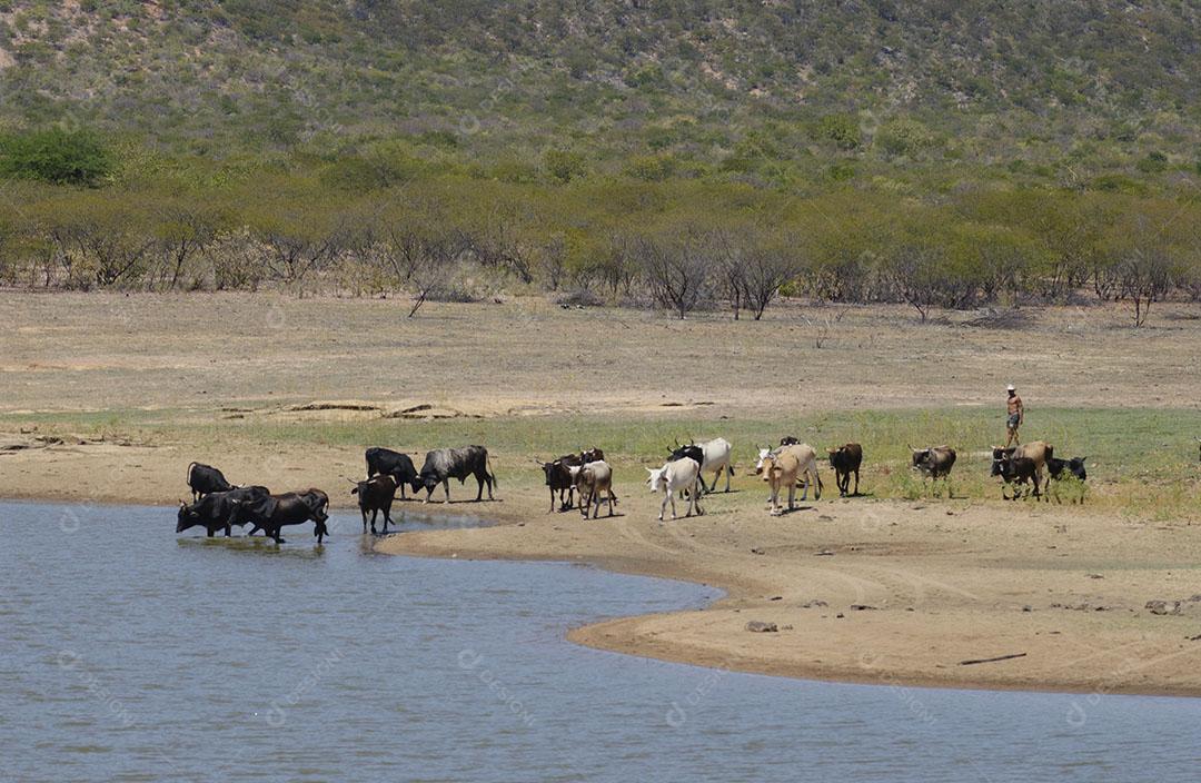 Foto Gado Bebendo Água Lago Seca Bioma Caatinga Santa Luzia Paraíba Imagem JPG