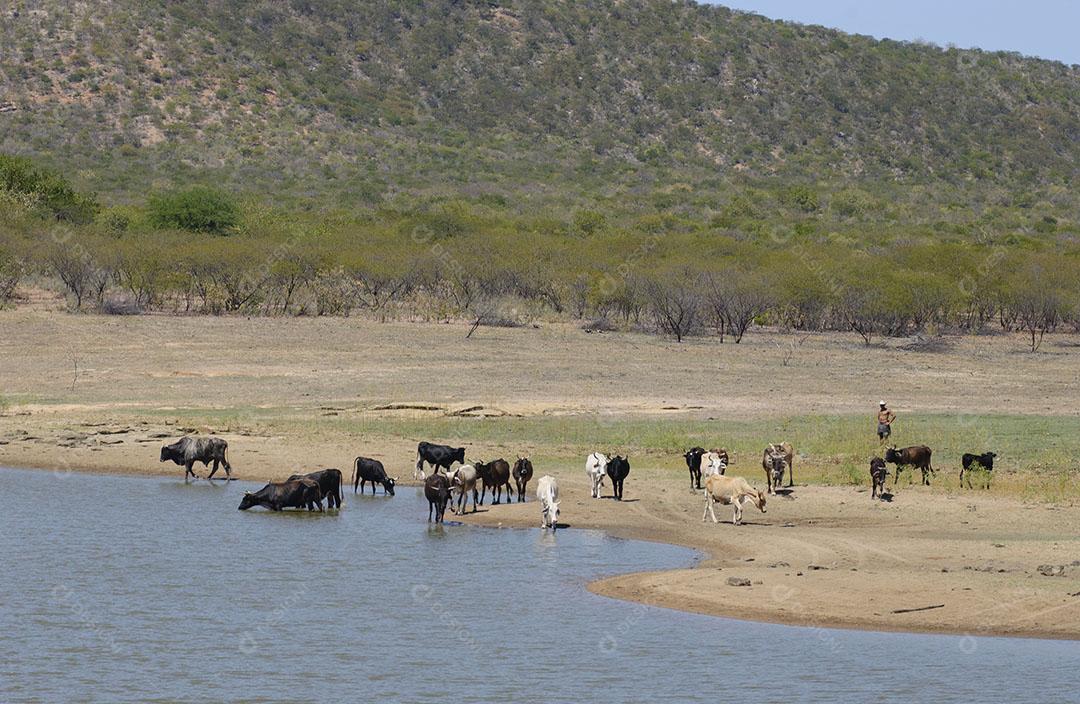 Foto Gado Bebendo Água Lago Seca Bioma Caatinga Santa Luzia Paraíba Imagem JPG