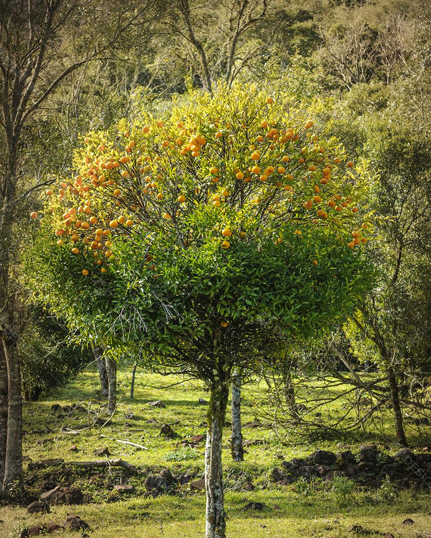 Foto Árvore Tangerina Gramado Estado Rio Grande Sul Brasil Imagem JPG