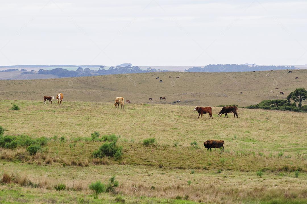 Foto Vaqueiro Campo Serra Gaúcha Zona Rural Imagem JPG