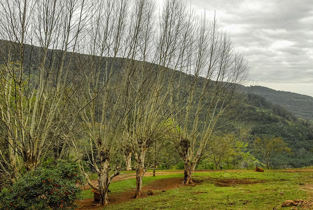 Foto Árvores Desfolhadas Serra Gaúcha Área Rural Foto Imagem
