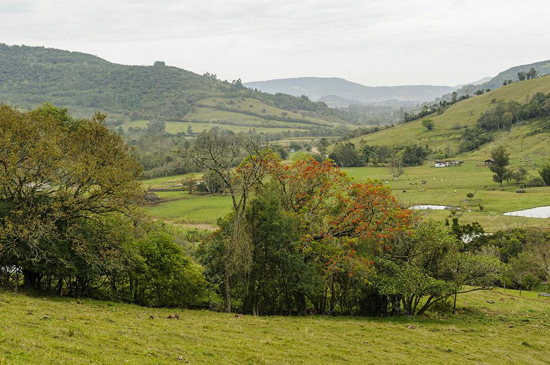 Foto Árvores Serra Gaúcha Área Rural Imagem JPG