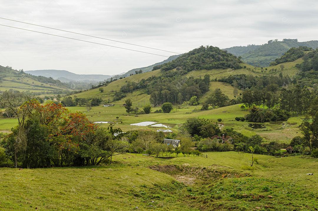 Foto Árvores Desfolhadas Serra Gaúcha Área Rural Imagem JPG