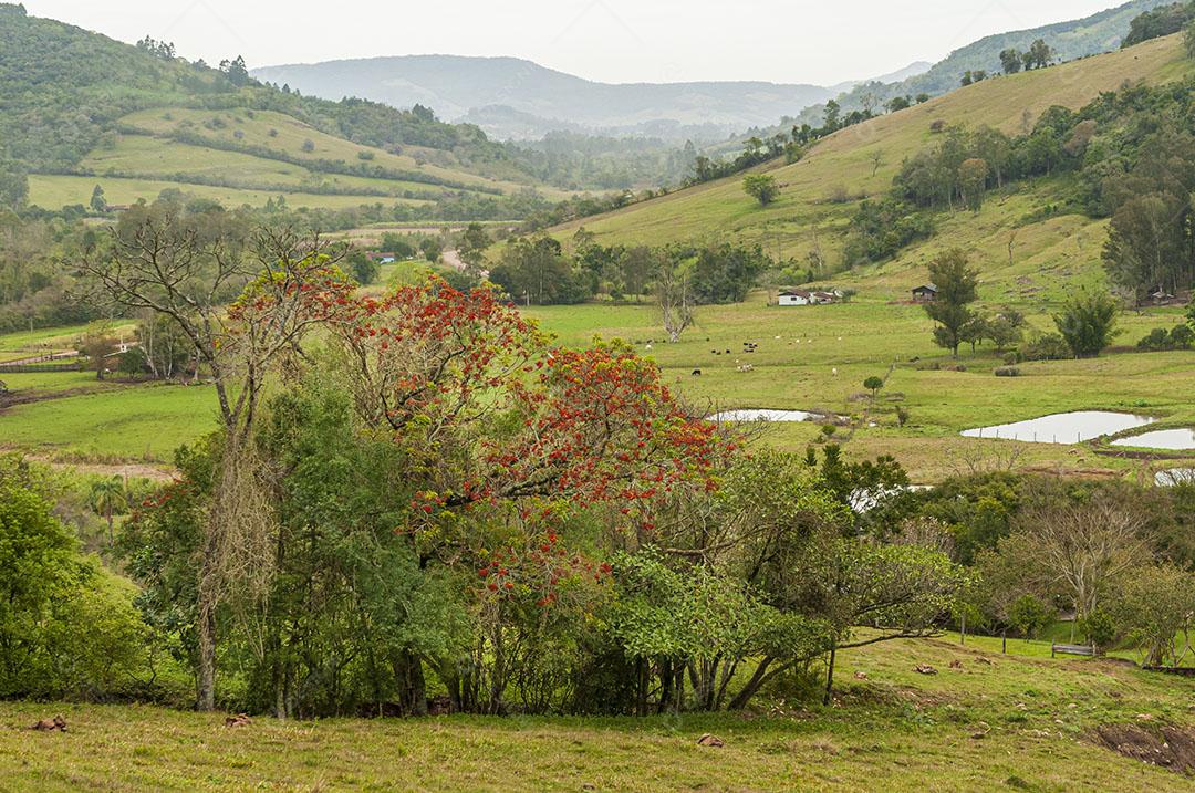 Foto Árvores Desfolhadas Serra Gaúcha Área Rural Imagem JPG