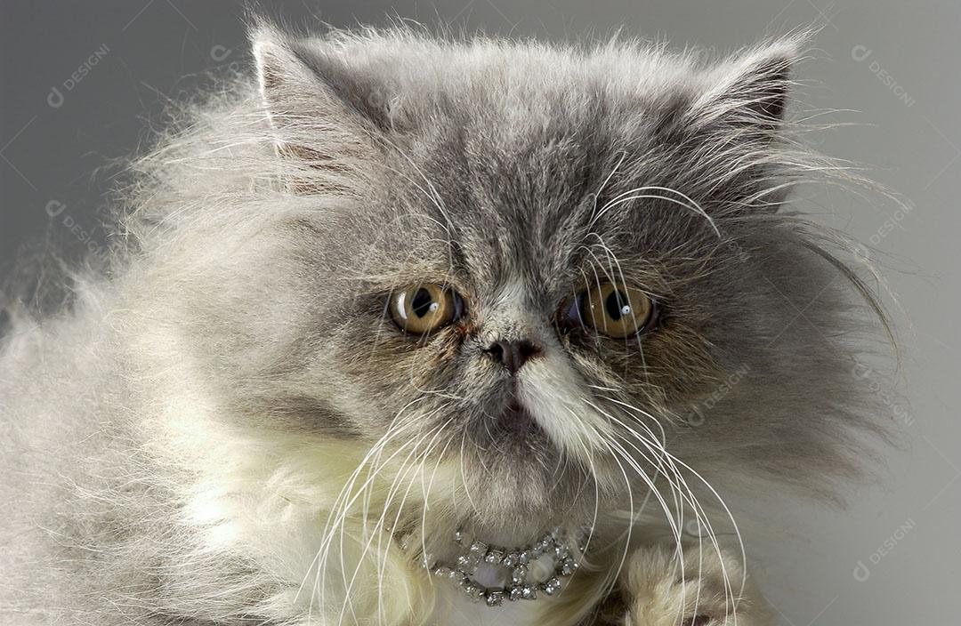 Foto Gato Persa Cinza Animal Imagem JPG