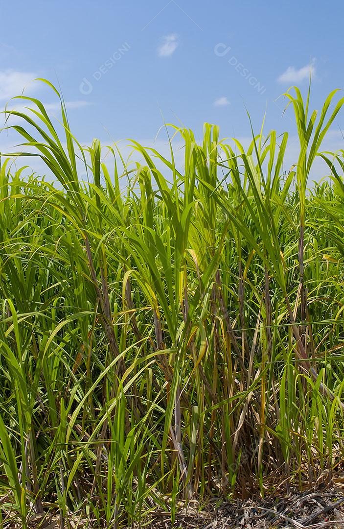 Foto Plantação Milho Fazenda Agropecúaria Imagem JPG