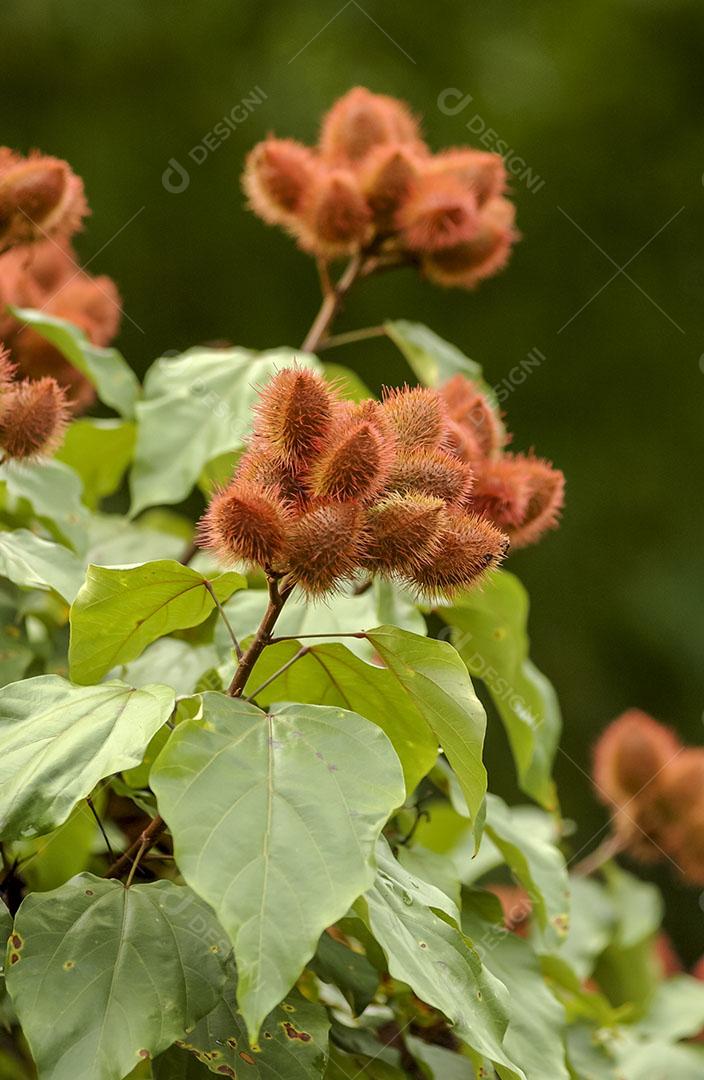 Foto Planta Fruta Urucu Alimento Imagem JPG