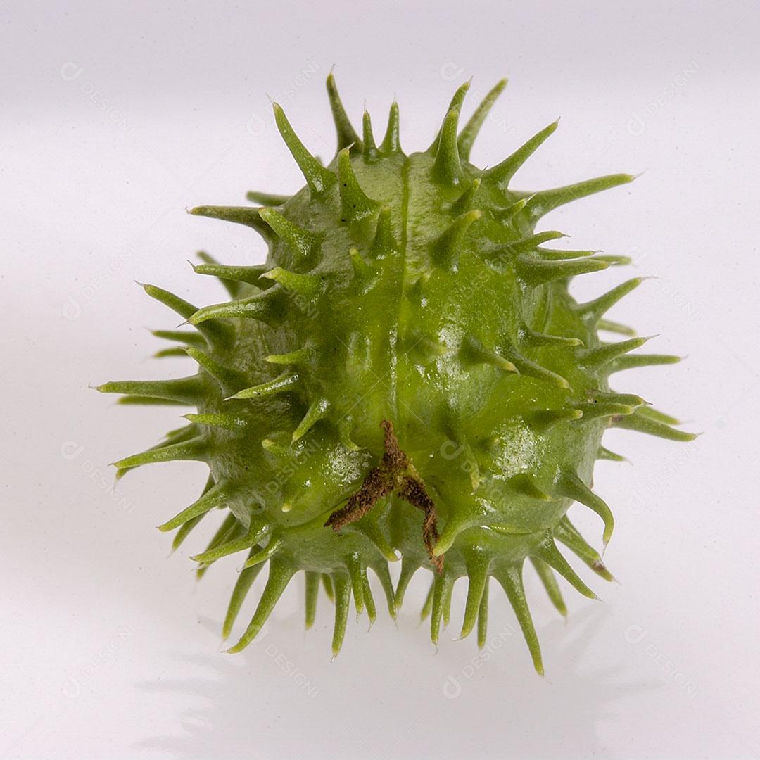 Foto Semente Mamona Isolada Fundo Branco Imagem JPG