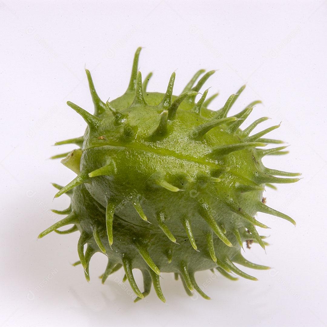 Foto Semente Mamona Isolada Fundo Branco Imagem JPG