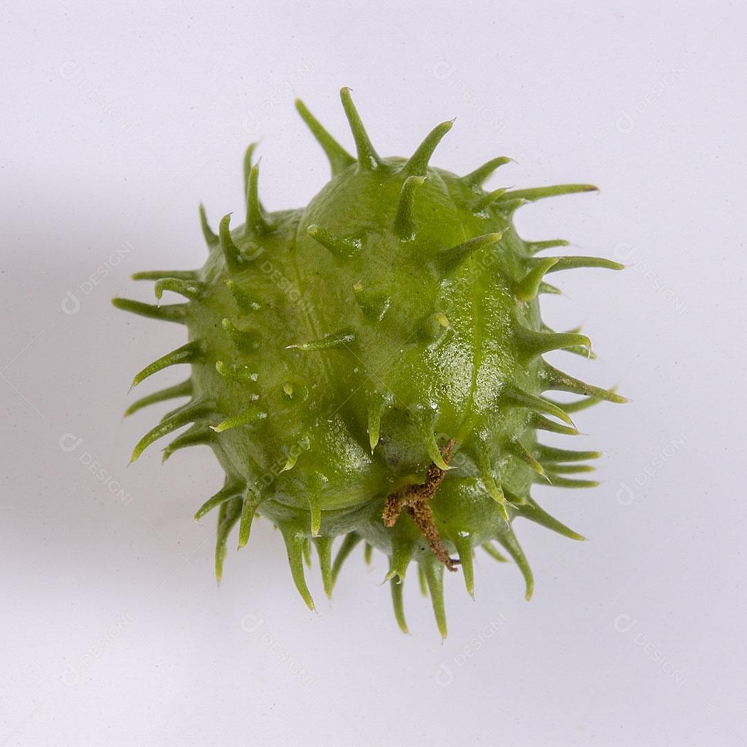 Foto Semente Mamona Isolada Fundo Branco Imagem JPG