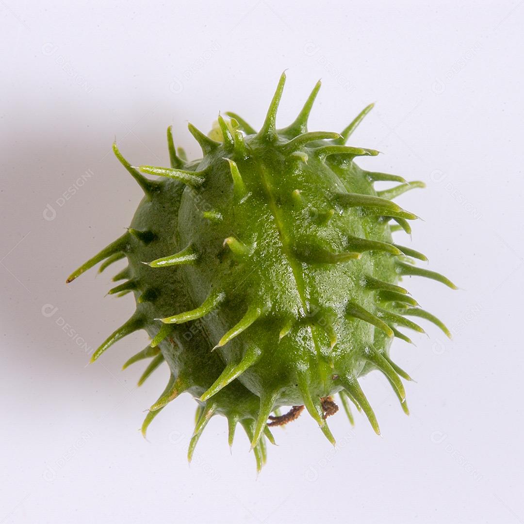 Semente De Mamona Isolada Em Fundo Branco Imagem JPG