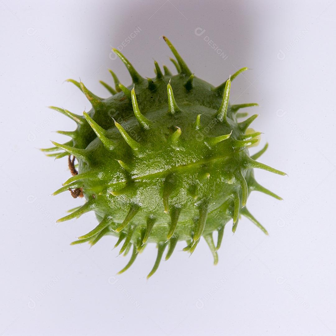 Semente De Mamona Isolada Em Fundo Branco Imagem JPG