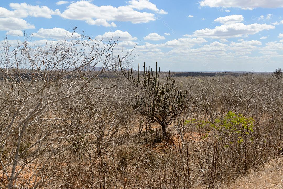 Brasília Caatinga Monteiro Paraiba Brazil 1 Dezembro Imagem JPG