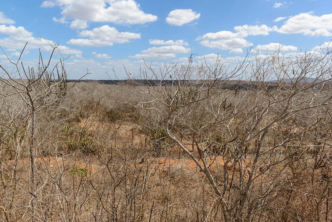 Brasília Caatinga Monteiro Paraiba Brazil 1 Dezembro Imagem JPG