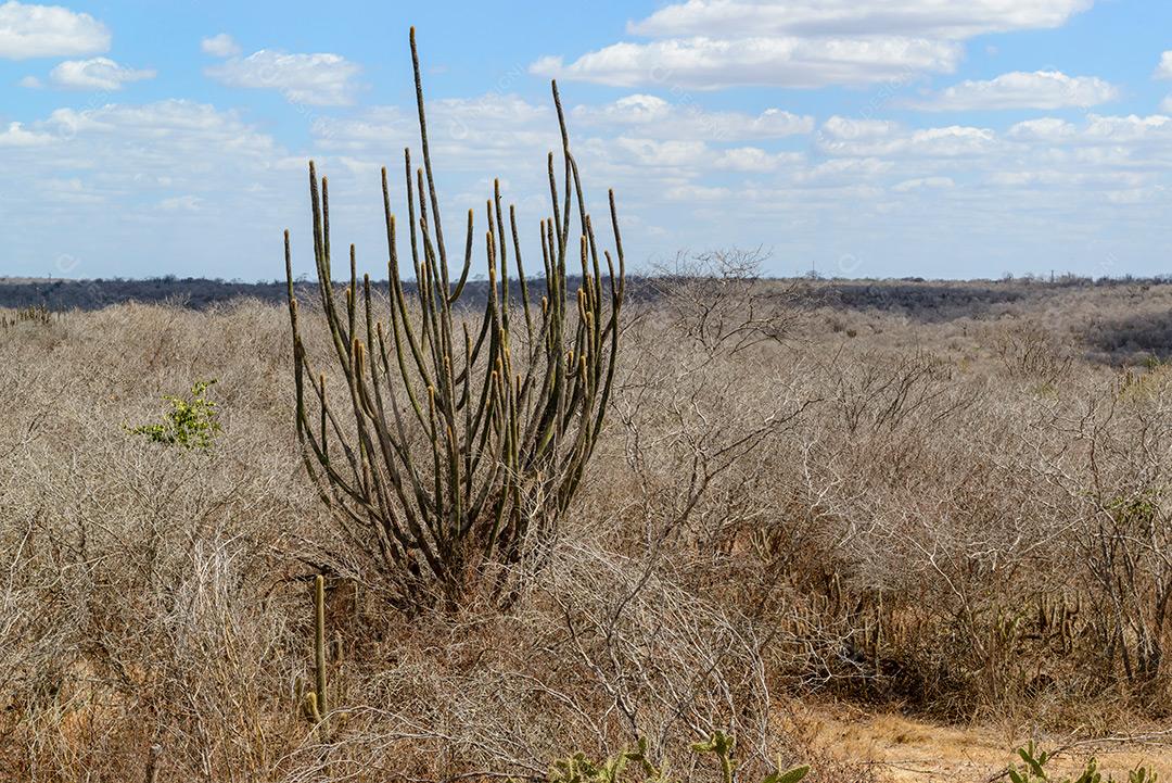 Brasília Caatinga Monteiro Paraiba Brazil 1 Dezembro Imagem JPG