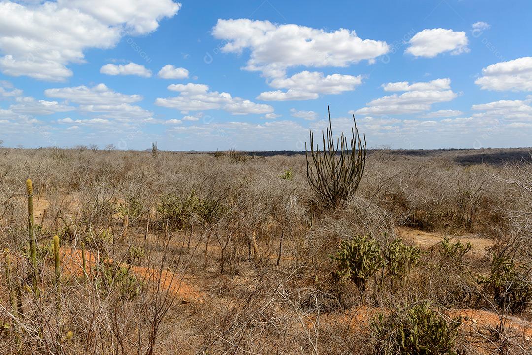 Brasília Caatinga Monteiro Paraiba Brazil 1 Dezembro Imagem JPG