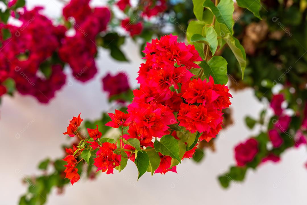 Foto De Bougainvillea Glabra Planta Da Família Nyctaginaceae Imagem JPG
