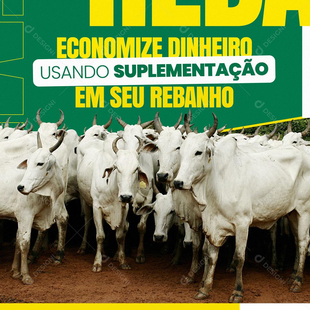 Economize Dinheiro Usando Suplementação Em Seu Rebanho Social Media PSD Editável
