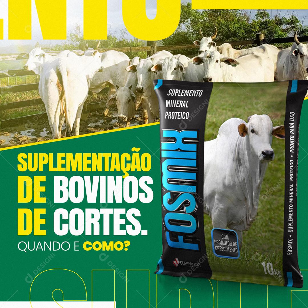Suplementação De Bovinos De Cortes Social Media PSD Editável