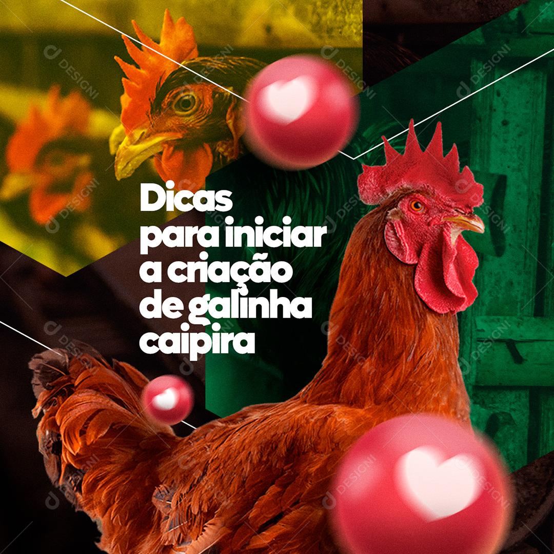 Post Agronomia Dicas Para Iniciar A Criação De Galinha Social Media PSD Editável
