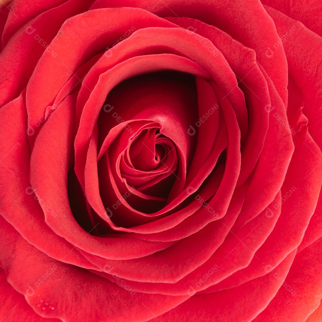 Rosa Planta Imagem JPG