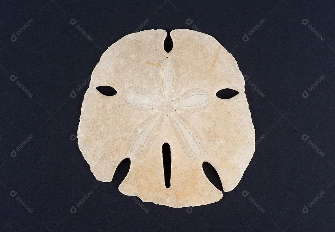 Dólar De Areia De Cinco Buracos Imagem JPG