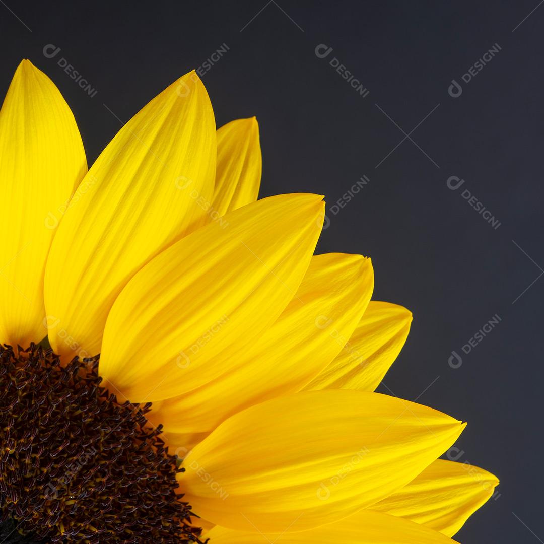 Girassol Planta Imagem JPG