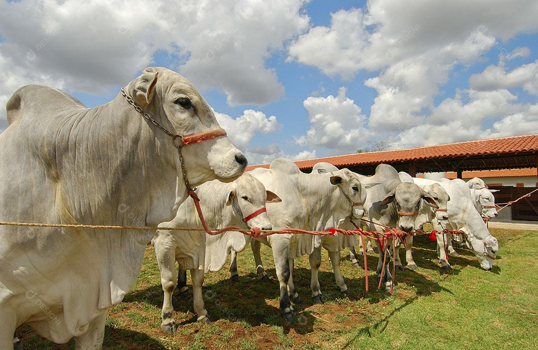 Pecuária Gado Na Fazenda Em Campina Grande 2 Imagem JPG