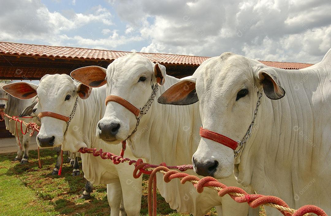 Pecuária Gado Na Fazenda Em Campina Grande 1 Imagem JPG