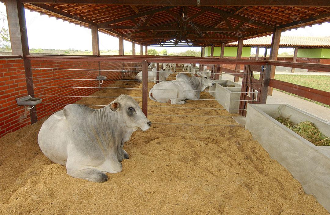 Pecuária Gado Comendo Na Fazenda Em Campina Grande 3 Imagem JPG