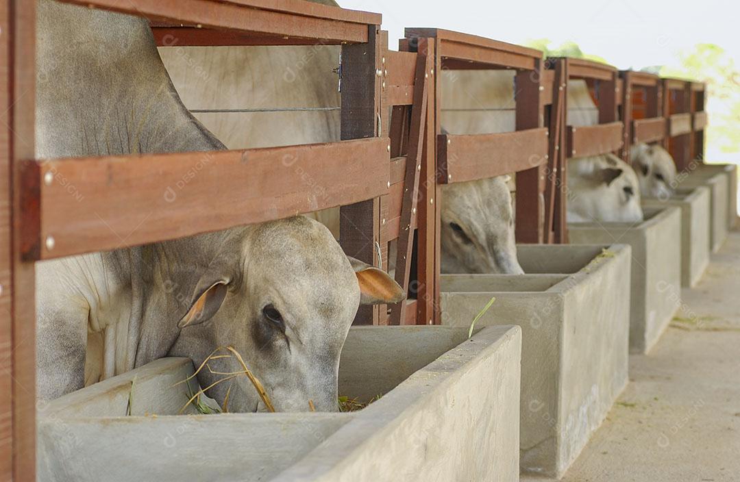 Pecuária Gado Comendo Na Fazenda Em Campina Grande Imagem JPG