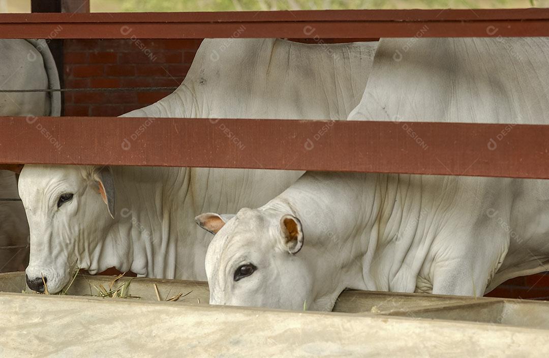 Pecuária Gado Comendo Na Fazenda Em Campina Grande 4 Imagem JPG