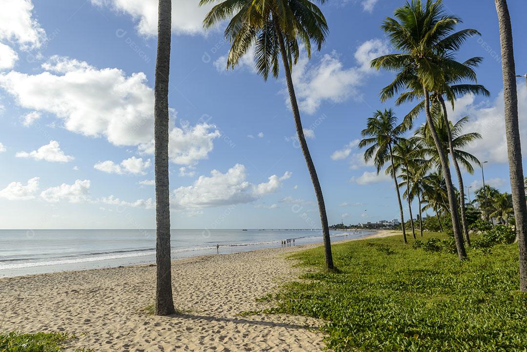 Joao Pessoa Paraiba Brazil Praia Com Coqueiros 4 Imagem JPG