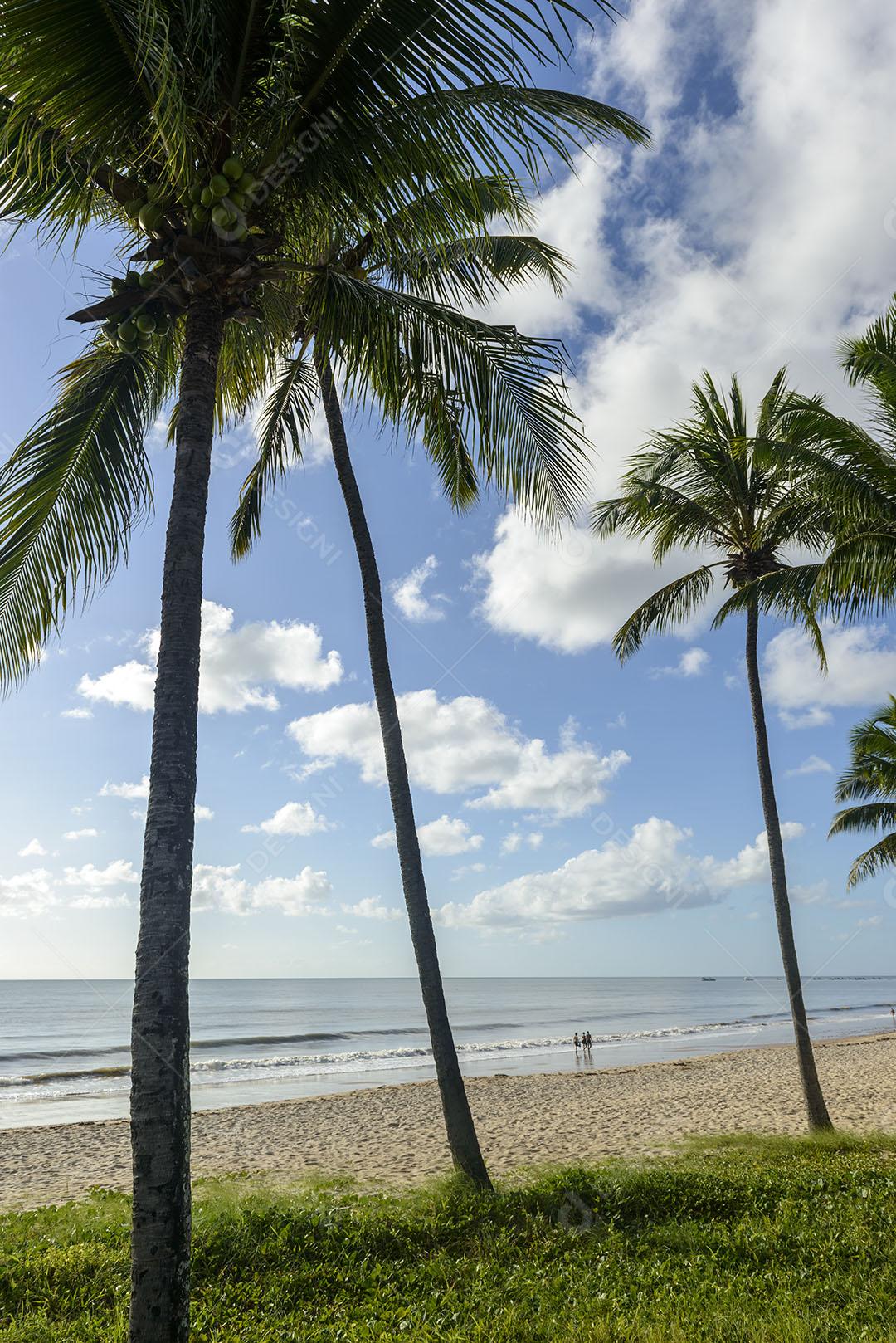 Joao Pessoa Paraiba Brazil Praia Com Coqueiros 2 Imagem JPG
