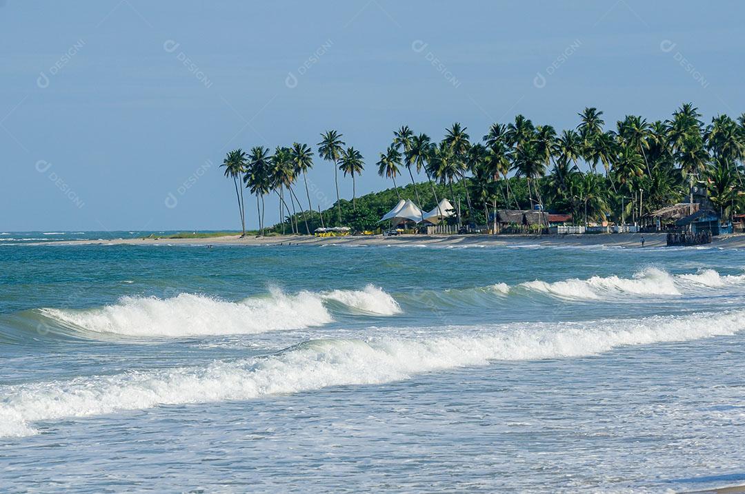 Coqueiro No Final Da Tarde Na Praia De Porto De Galinhas Imagem JPG