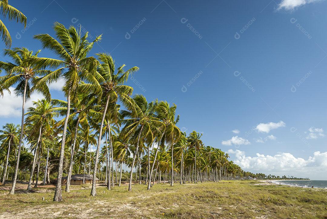 Bela Praia Com Ccoqueiros Conde Perto De João Pessoa Paraíba Brasil  Imagem JPG