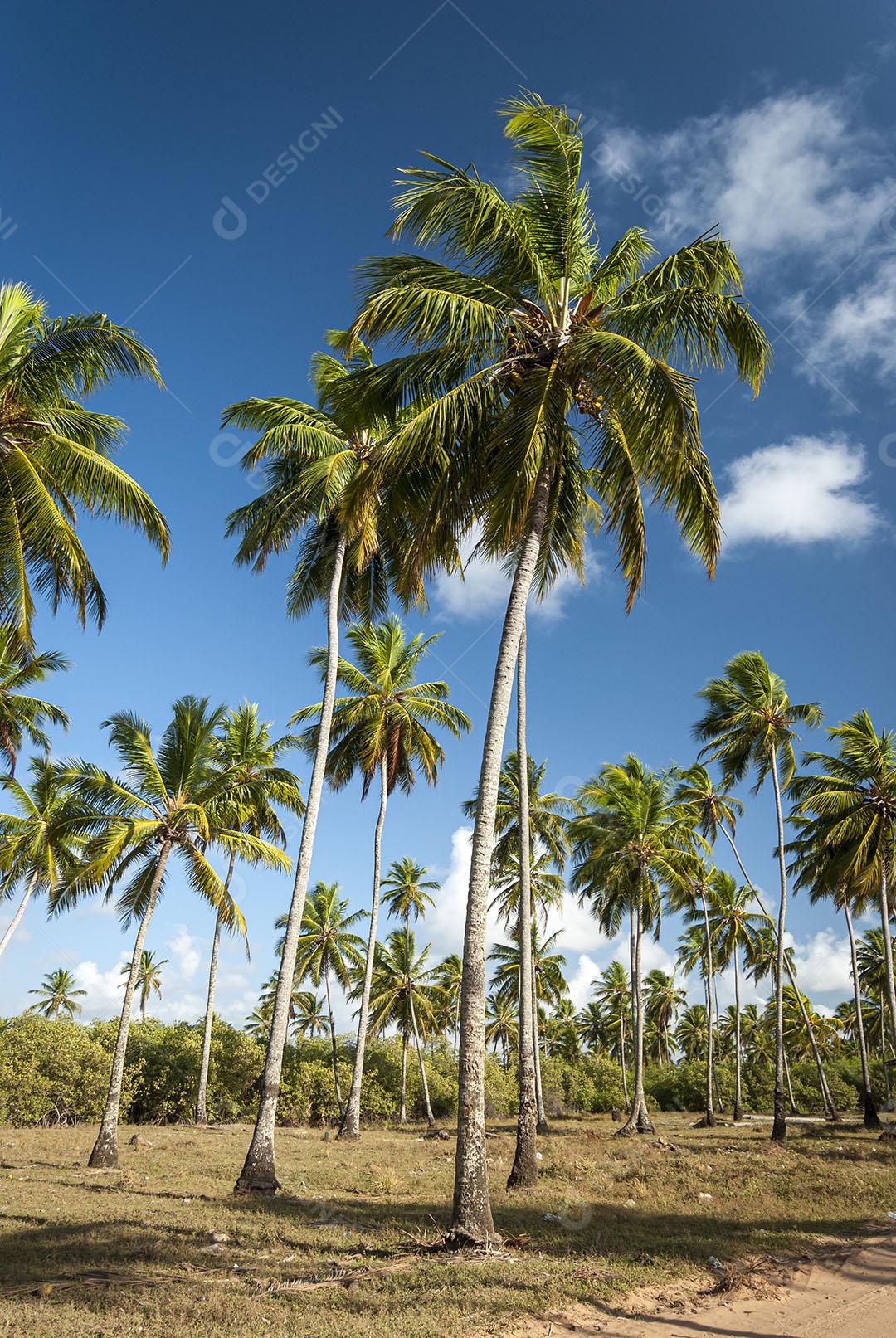 Bela Praia Com Coqueiro Conde Perto De João Pessoa Paraíba Brasil  Imagem JPG