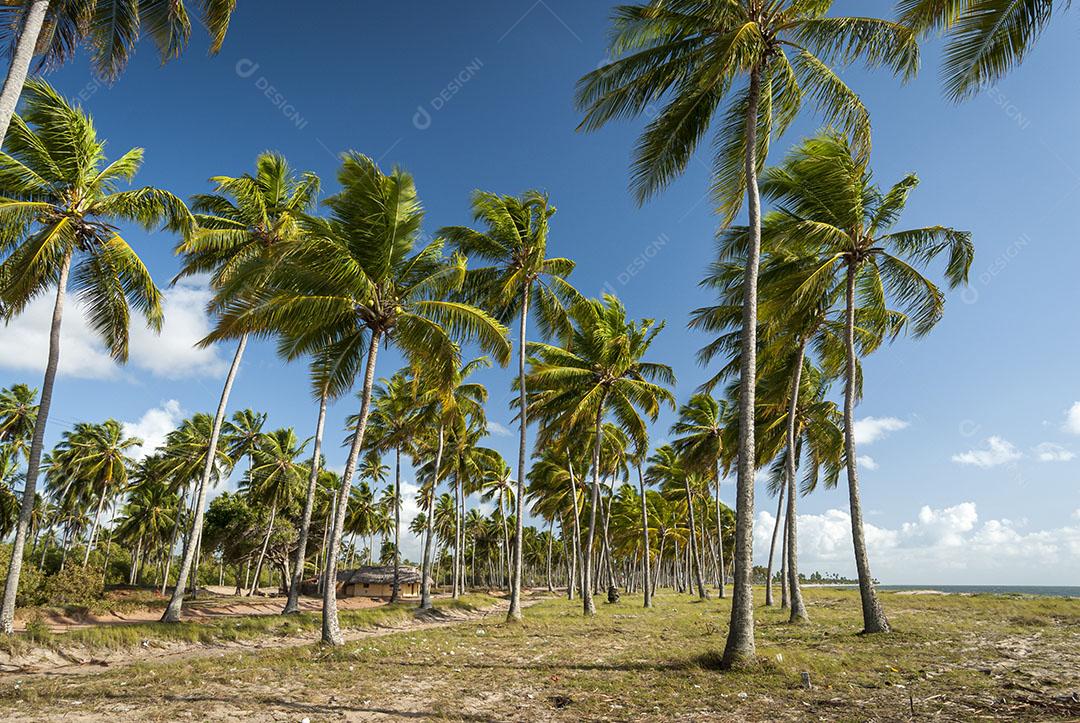 Bela Praia Conde Perto De João Pessoa Paraíba Brasil 7 Imagem JPG