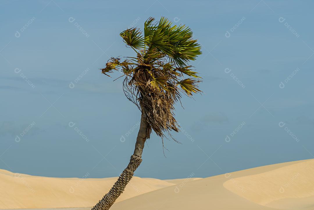 Pé De Coqueiro E Areia Imagem 2 JPG