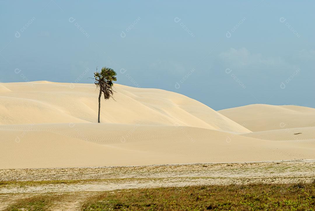 Pé De Coqueiro E Areia Imagem 1 JPG