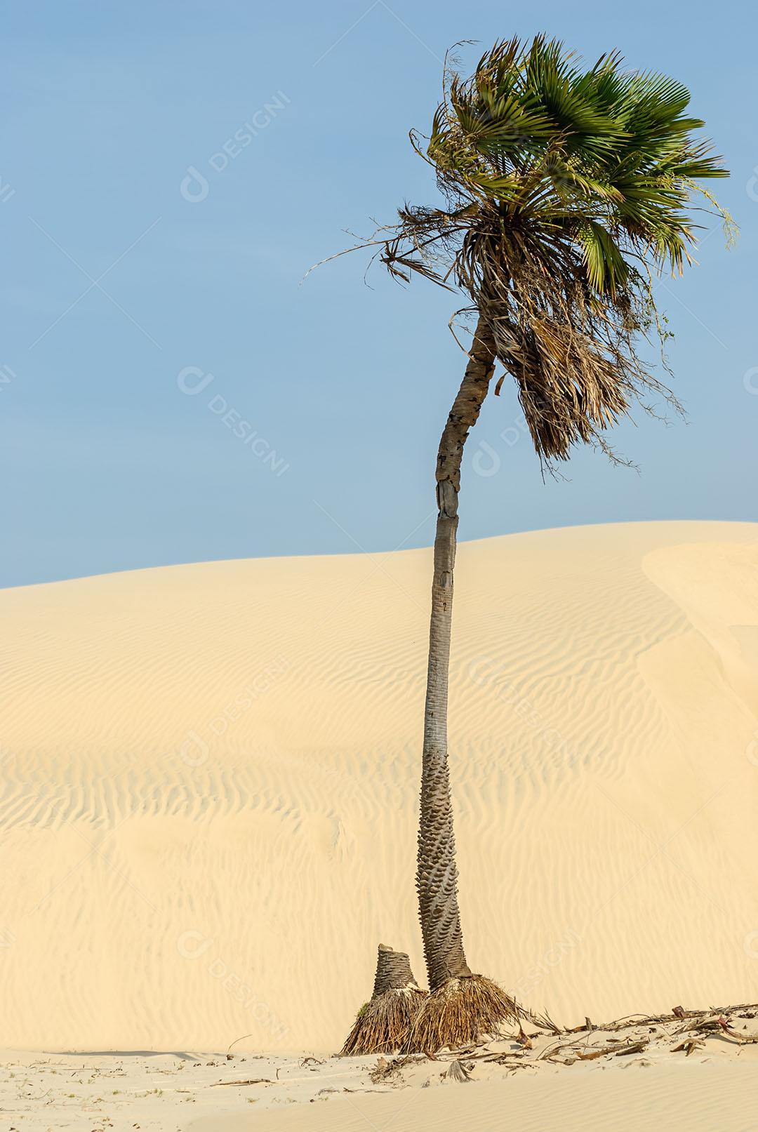 Pé De Coqueiro E Areia Imagem JPG