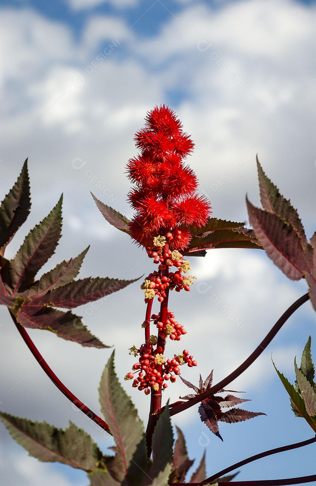 Mamona Vermelha Planta Venenosa Imagem JPG