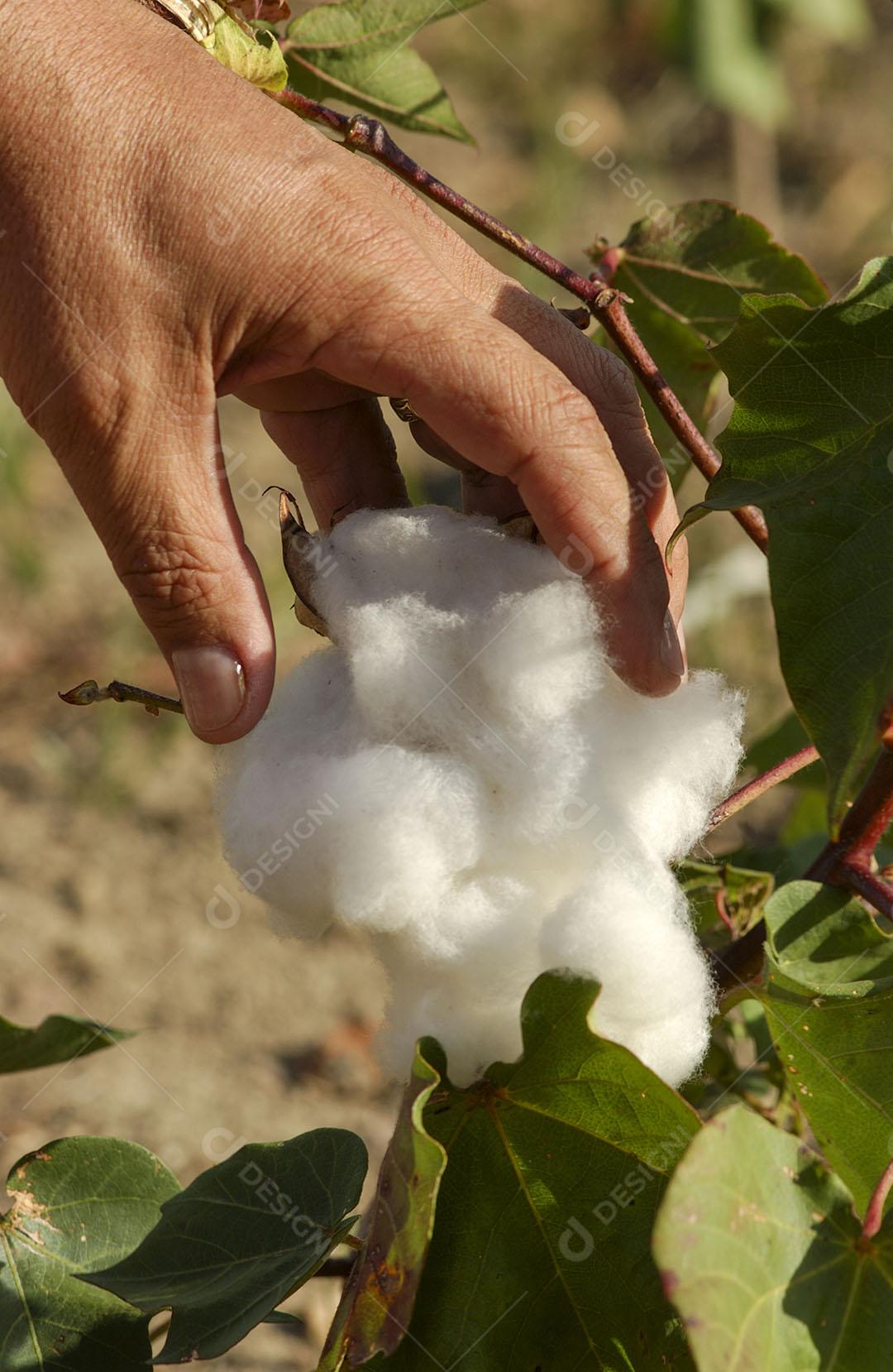 Algodão Naturalmente Orgânico 3 Imagem JPG